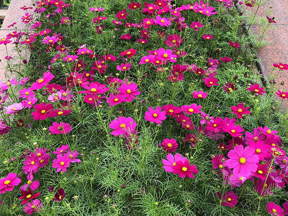 阳泉仿真花人造花|绿化庭院设计